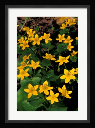 Framed Urban Forestry Center, Marsh Marigolds, Portsmouth, New Hampshire Print