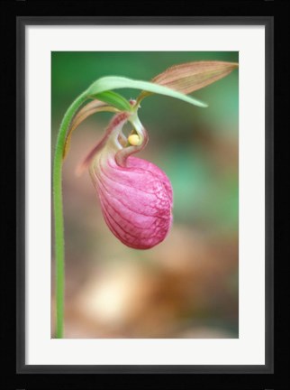 Framed Pink Lady's Slipper near Woodman Brook, Durham, New Hampshire Print