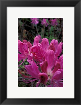 Framed Rhododendron, Old Bridle Path, White Mountains National Forest, New Hampshire Print