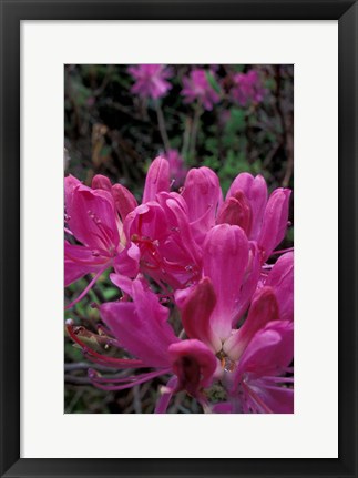 Framed Rhododendron, Old Bridle Path, White Mountains National Forest, New Hampshire Print