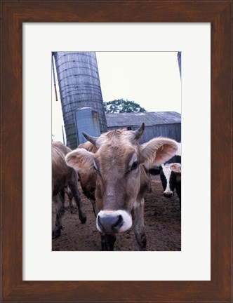 Framed Jersey Cow at the Hurd Farm in Hampton, New Hampshire Print