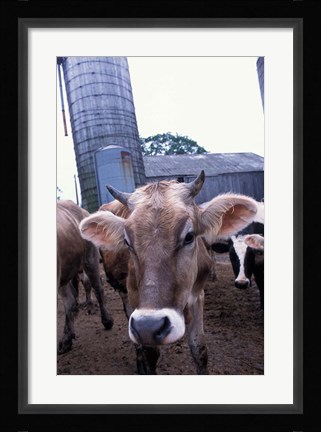 Framed Jersey Cow at the Hurd Farm in Hampton, New Hampshire Print