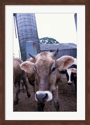 Framed Jersey Cow at the Hurd Farm in Hampton, New Hampshire Print