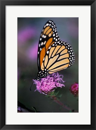 Framed Monarch Butterfly on Northern Blazing Star Flower, New Hampshire Print