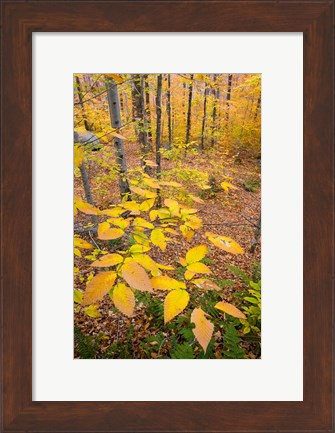 Framed Northern Hardwood Forest, New Hampshire Print