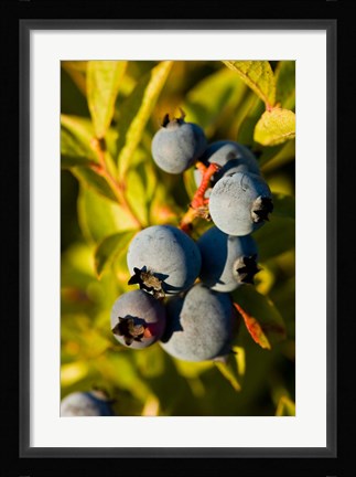Framed Blueberry agriculture, Alton, New Hampshire Print