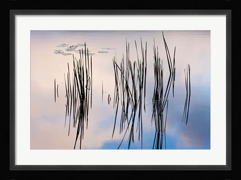 Framed Lily pads and cattails grow in Gilson Pond, Monadanock State Park, New Hampshire Print