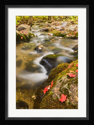 Framed stream in fall, Grafton, New Hampshire Print