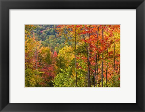 Framed Forest in Grafton, New Hampshire Print