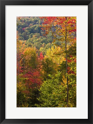 Framed Fall in a Forest in Grafton, New Hampshire Print