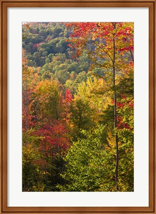 Framed Fall in a Forest in Grafton, New Hampshire Print