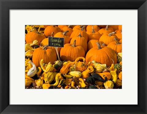 Framed Gourds at the Moulton Farm, Meredith, New Hampshire Print