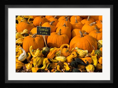 Framed Gourds at the Moulton Farm, Meredith, New Hampshire Print