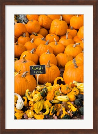 Framed Gourds, Meredith, New Hampshire Print