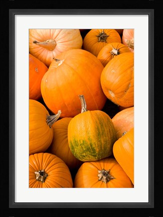 Framed Pumpkins at the Moulton Farm, Meredith, New Hampshire Print