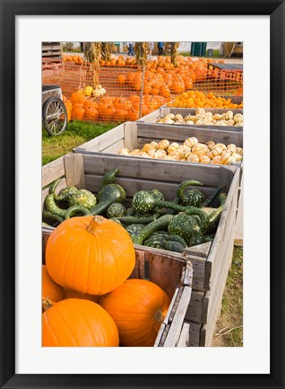 Framed Pumpkins and gourds at the Moulton Farm, Meredith, New Hampshire Print