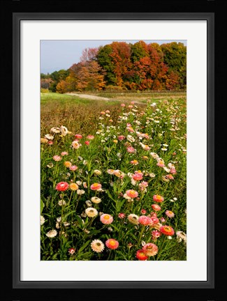 Framed Moulton Farm in Meredith, New Hampshire Print