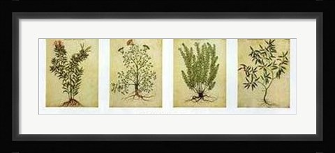 Framed Herbarium II Print