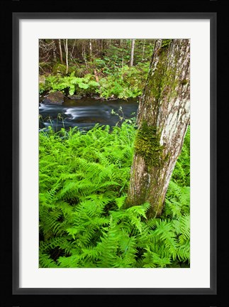 Framed Fern flora, Greenough Brook, New Hampshire Print