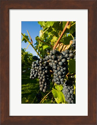 Framed Vineyards in Candia, New Hampshire Print