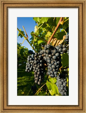 Framed Vineyards in Candia, New Hampshire Print