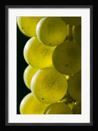 Framed Candia Vineyards, New Hampshire Print