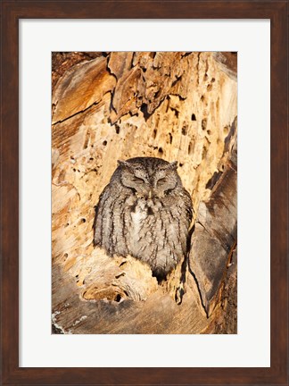 Framed Eastern Screech Owl, Rye, New Hampshire Print