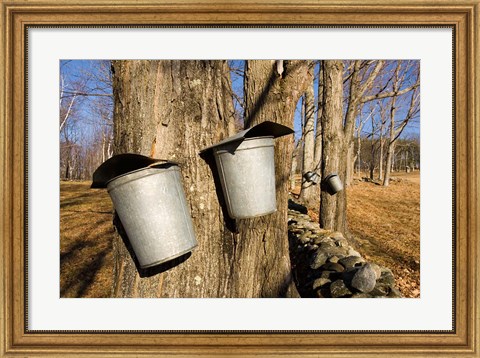 Framed Sugar maple trees in Lyme, New Hampshire Print