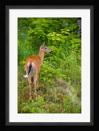 Framed Whitetail deer, Pittsburg, New Hampshire Print