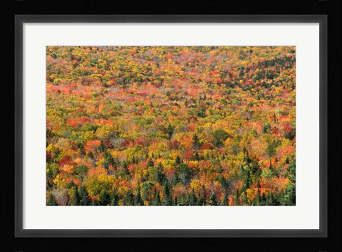 Framed New Hampshire, White Mountains, Autumn Print