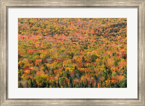 Framed New Hampshire, White Mountains, Autumn Print