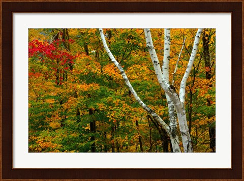 Framed Autumn at Ripley Falls Trail, Crawford Notch SP, New Hampshire Print
