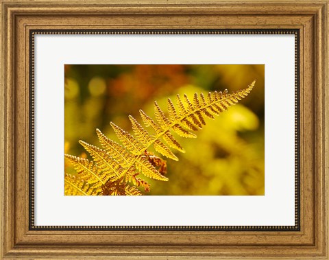 Framed New Hampshire, Fern frond flora Print