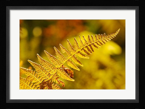 Framed New Hampshire, Fern frond flora Print