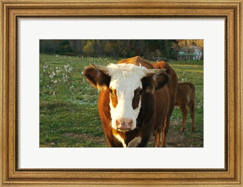 Framed New Hampshire, Farm Animal, Autumn Print