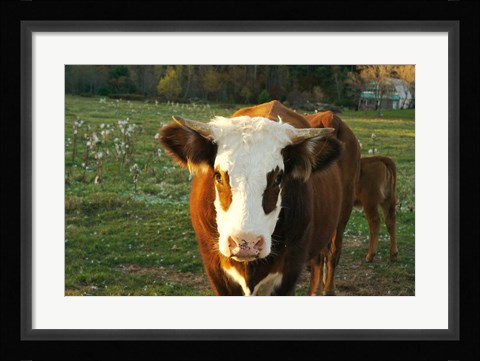 Framed New Hampshire, Farm Animal, Autumn Print