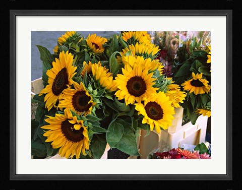 Framed Market Sunflowers, Nice, France Print