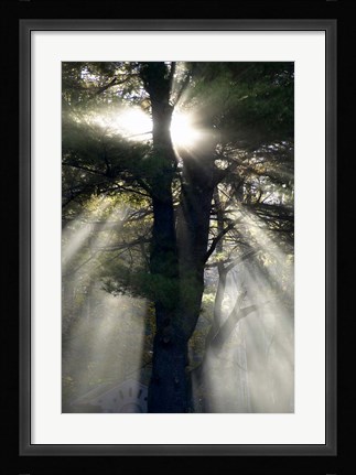 Framed New England, New Hampshire, Sunlight Through Trees Print