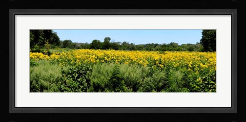 Framed Abshire Prairie, Indiana Print