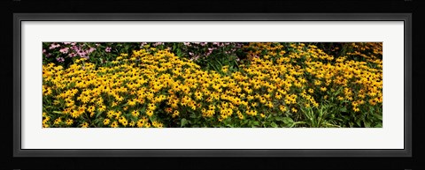 Framed Black-eyed-Susan (Rudbeckia Hirta) in Bloom, Michigan Print