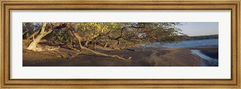 Framed Trees on the Beach, Liberia, Costa Rica Print