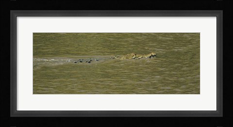 Framed Crocodile in a River, Palo Verde National Park, Costa Rica Print