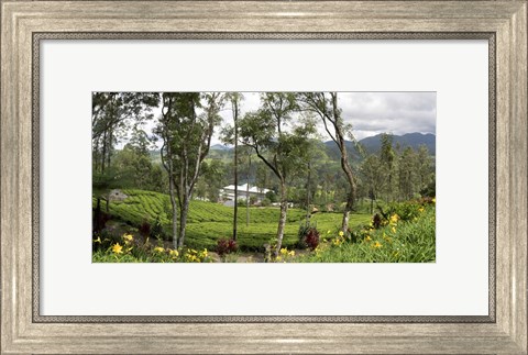 Framed Norwood Tea Factory, Sri Lanka Print