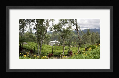Framed Norwood Tea Factory, Sri Lanka Print