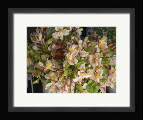 Framed Orchids for Sale in Main Street Market, Galle, Southern Province, Sri Lanka Print