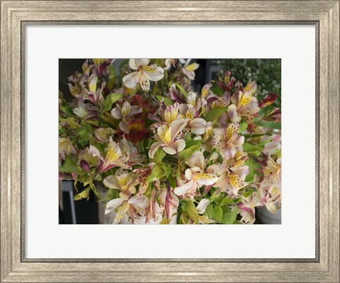 Framed Orchids for Sale in Main Street Market, Galle, Southern Province, Sri Lanka Print