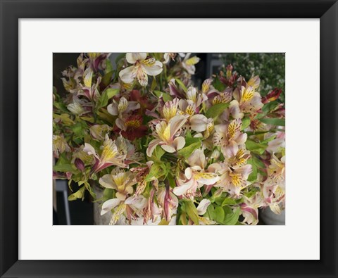 Framed Orchids for Sale in Main Street Market, Galle, Southern Province, Sri Lanka Print