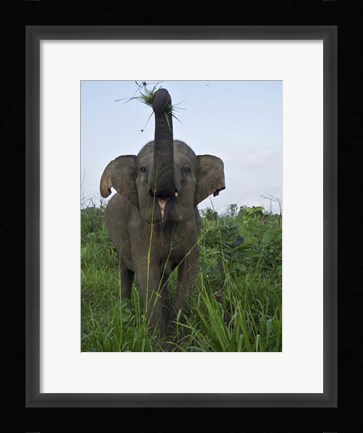 Framed Hurulu Eco Park, Sri Lanka Print