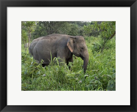 Framed Elephants in Sri Lanka Print