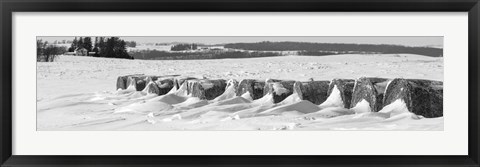 Framed Line of bales drifted with snow in Clayton County, Iowa Print